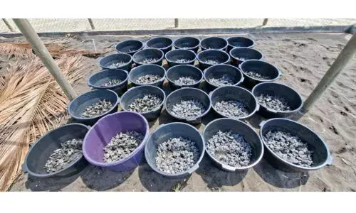 Liberación masiva de tortugas parlama de Tortugario El Banco noviembre 2025