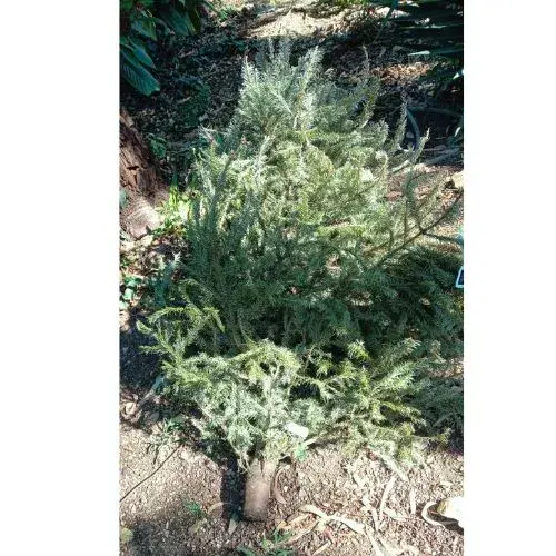 Reciclar árboles de Navidad en la Ciudad de Guatemala