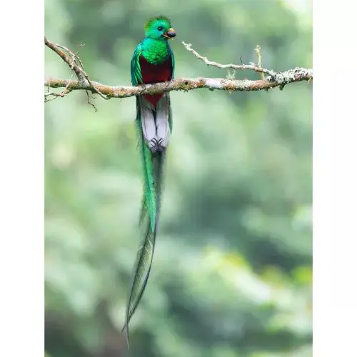 Fotógrafo guatemalteco Daniel Núñez Explorador de National Geographic