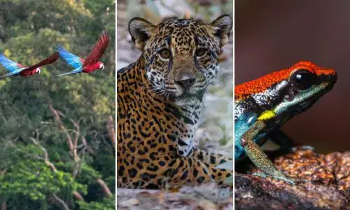 Guatemalteco Daniel Núñez es Explorador de National Geographic