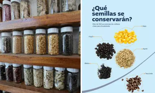 Semillas Guatemala en la Bóveda del Fin del Mundo