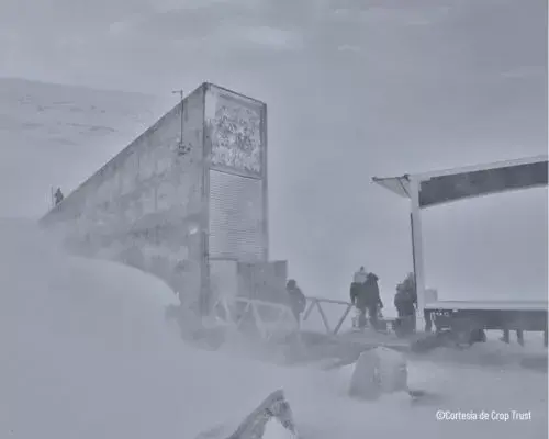 Semillas de Guatemala en el Banco Mundial de Semillas de Svalbard, Noruega