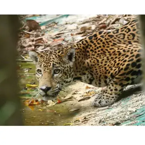 Video jaguar y su cachorro en Petén captado por cámara trampa
