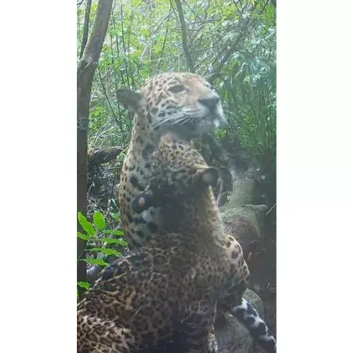 Video jaguar y su cachorro en Petén captado por una cámara trampa
