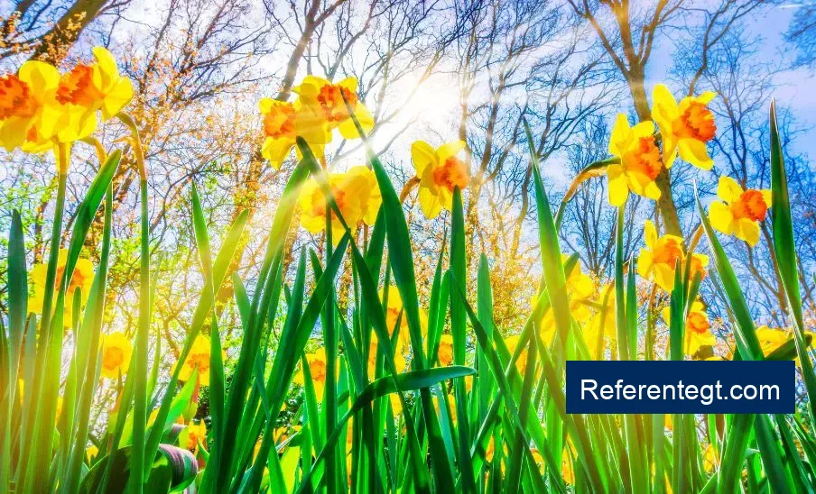 Descubre la Fecha del Equinoccio de Primavera 2026 en Guatemala: ¡No Te Lo Pierdas!