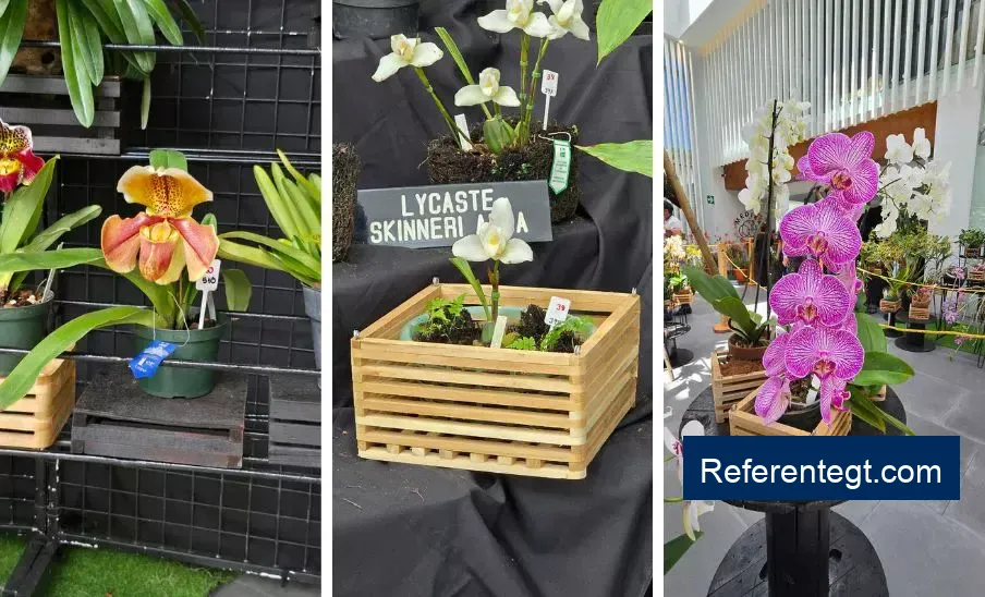 Descubre la belleza de más de 500 orquídeas en el espectacular evento de Ciudad Guatemala