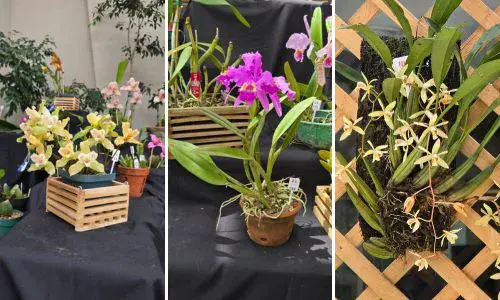 Exposición Nacional de Orquídeas más de 500 ejemplares
