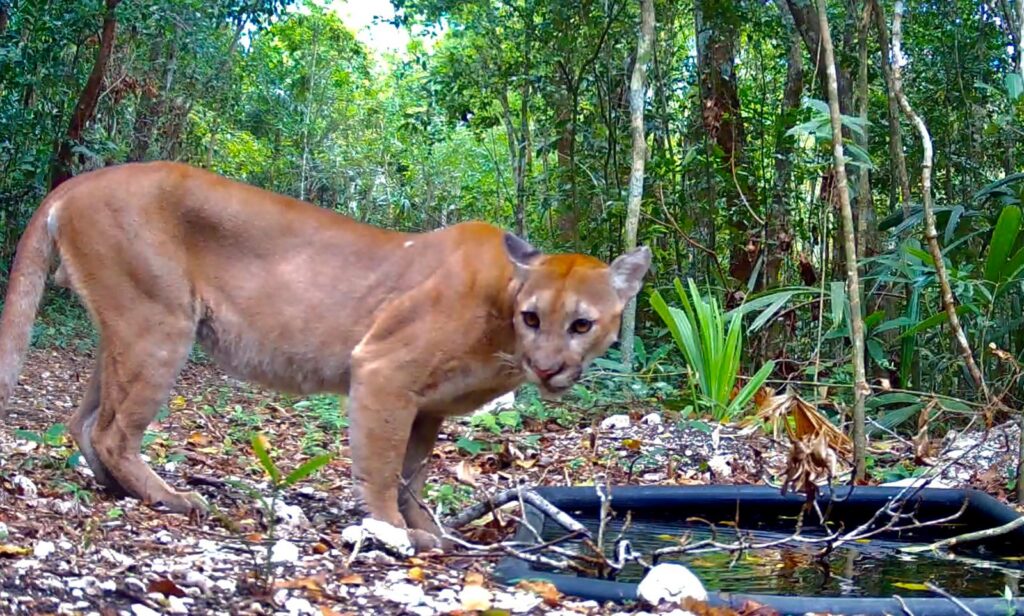 Descubre cómo el Grupo Élite Génesis defiende la Selva Maya en Guatemala: un documental impactante
