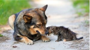 Descubre las Mejores Estrategias para Mantener a tu Mascota Libre de Parásitos