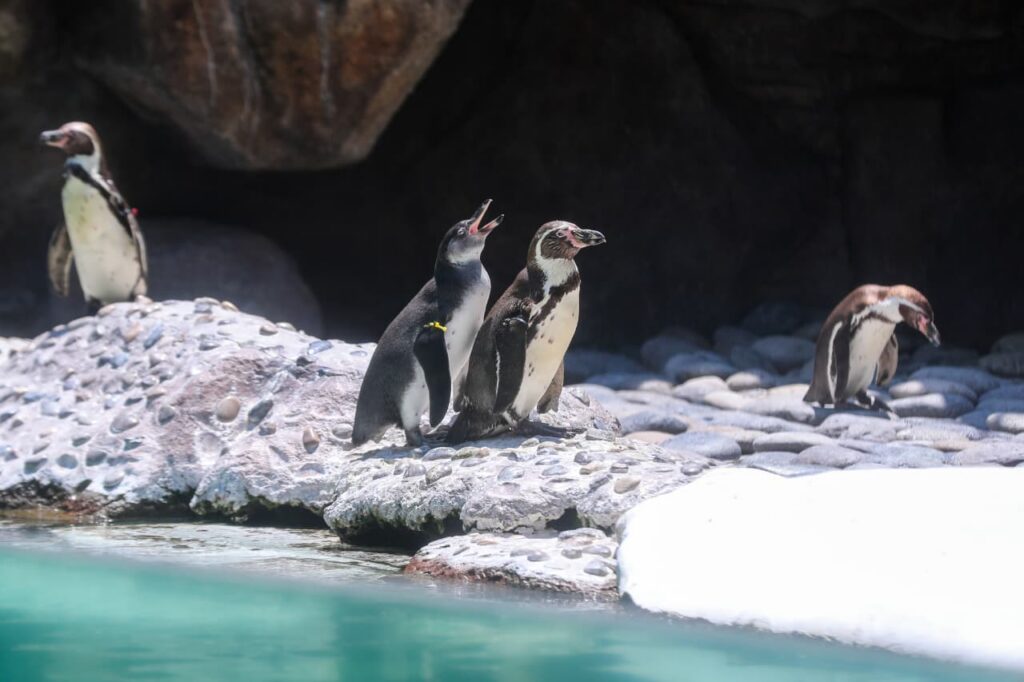 ¡Bienvenida la nueva vida! Nacen dos adorables pingüinos de Humboldt en el Zoológico La Aurora