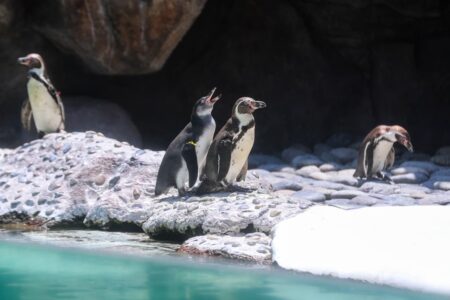 ¡Bienvenida la nueva vida! Nacen dos adorables pingüinos de Humboldt en el Zoológico La Aurora