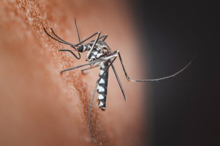 Chikungunya en EE. UU.: Estados en riesgo de convertirse en nuevos epicentros de contagio
