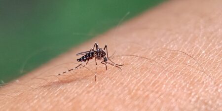 Cinco estrategias efectivas de expertos para prevenir las molestas picaduras de mosquitos