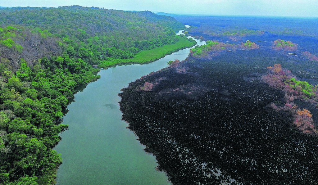 Todo lo que necesitas saber sobre el Día Mundial del Medio Ambiente: historia, fecha y objetivos