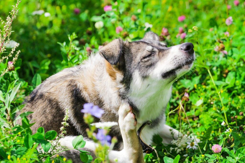 Descubre las enfermedades cutáneas más frecuentes en perros y gatos: ¡Protege a tu mascota!