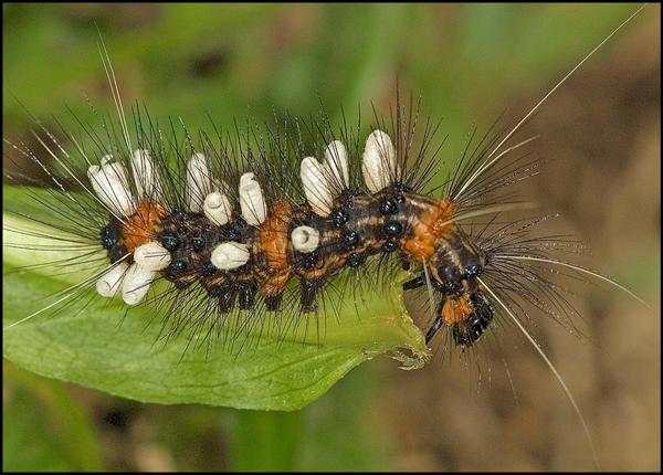 Descubren hasta 20 millones de especies de insectos que transforman nuestra comprensión de la biodiversidad terrestre.