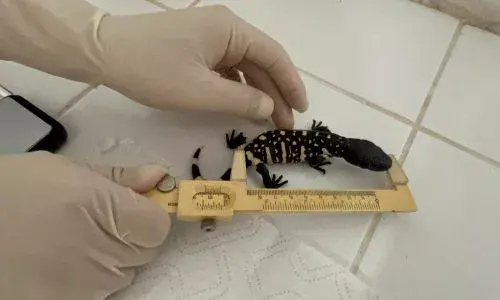 Nacimiento de tres nuevas crías de Heloderma en el Zoológico La Aurora de Guatemala 2026