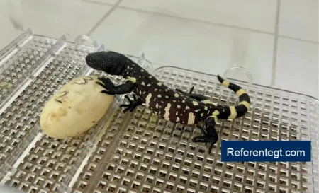 ¡Nacen tres crías de Heloderma en el Zoológico La Aurora, un triunfo para la conservación!