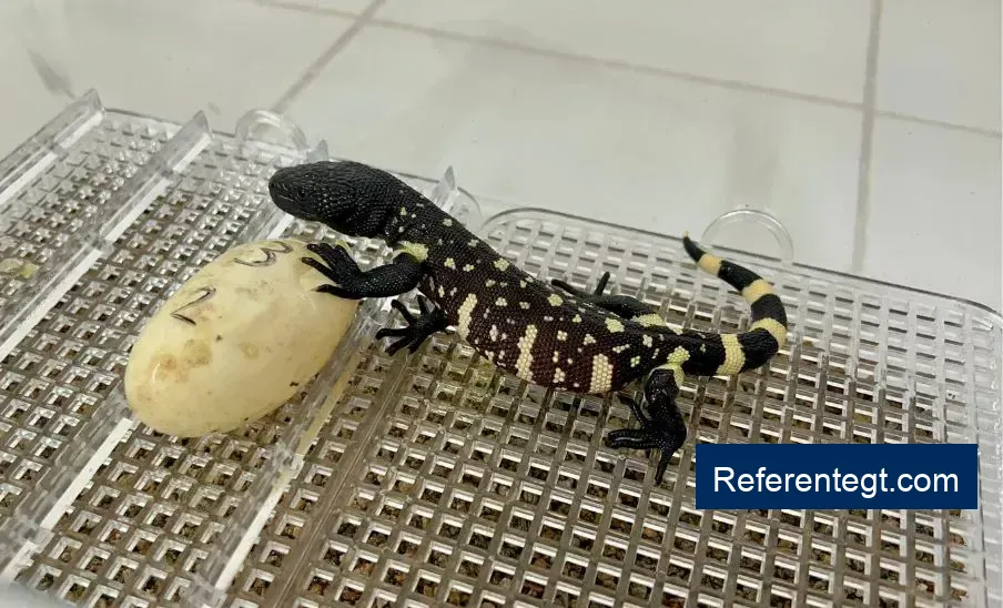 ¡Nacen tres crías de Heloderma en el Zoológico La Aurora, un triunfo para la conservación!