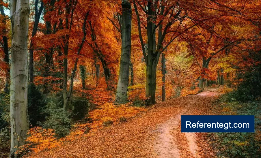 Descubre cómo el equinoccio de otoño 2026 transformará septiembre en un mes mágico