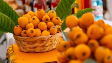 Descubre el Festival del Níspero 2026: Celebración del ‘Fruto de Oro’ en San Juan del Obispo