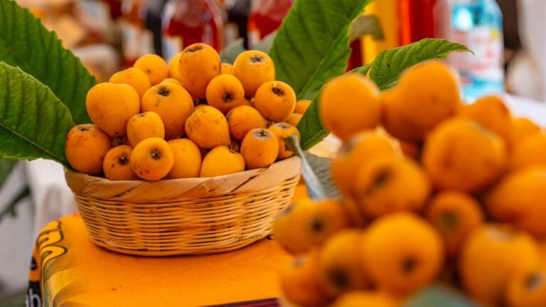 Descubre el Festival del Níspero 2026: Celebración del ‘Fruto de Oro’ en San Juan del Obispo
