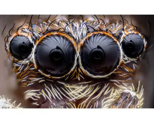 Fotocyt 2026 Araña saltarina de Aldo Méndez