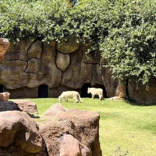 Nuevos leones blancos en el Zoológico La Aurora