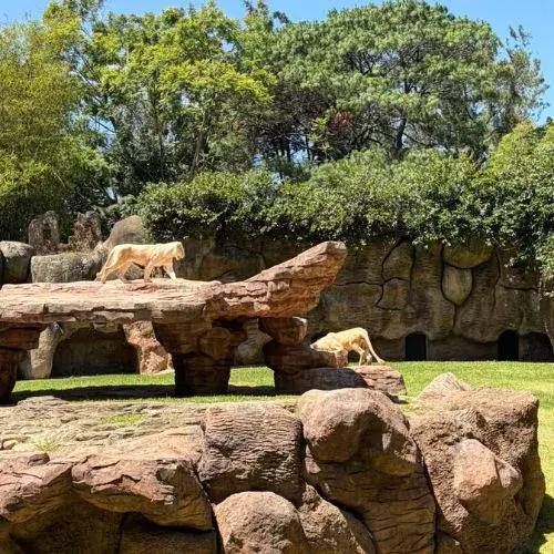 Nuevos leones blancos en el Zoológico La Aurora