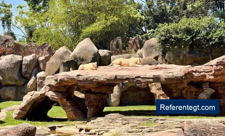 ¡Descubre a los impresionantes leones blancos que llegaron al Zoológico La Aurora!