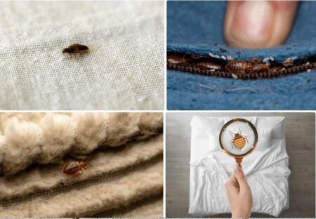 Todo lo que necesitas saber sobre las chinches de cama y cómo combatir su infestación