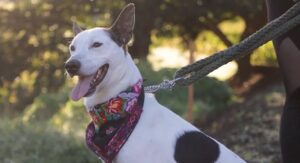 Descubre Las Flores Trail Run 2026: Aventura deportiva para amantes de la naturaleza y mascotas.
