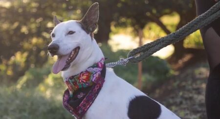 Descubre Las Flores Trail Run 2026: Aventura deportiva para amantes de la naturaleza y mascotas.