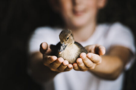 Descubre el Origen y la Fecha del Día Mundial de los Animales: ¡Celebra su Importancia!