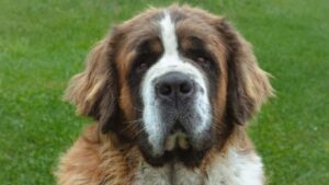 Estudio revela la sorprendente razón detrás de la corta vida de los perros grandes
